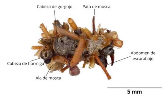 oruga