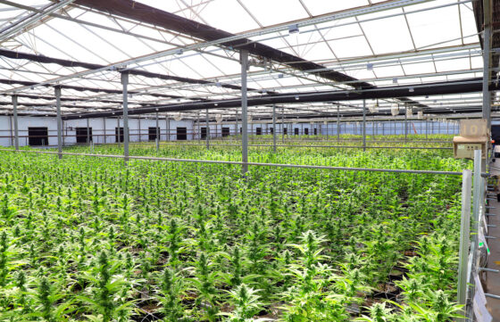 Biomarcadores del riesgo de padecer esquizofrenia por consumo de cannabis