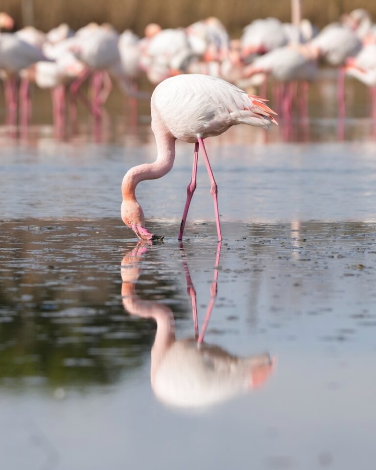 018_Greater_flamingo_eating_in_the_Camargue_Photo_by_Giles_Laurent
