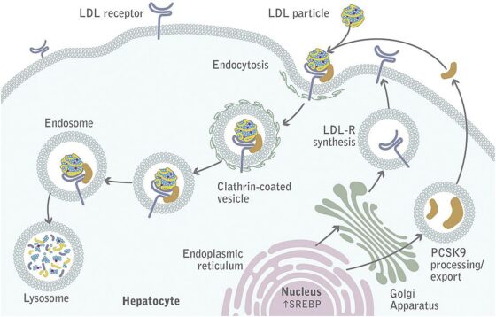 PCSK9, sospechoso habitual