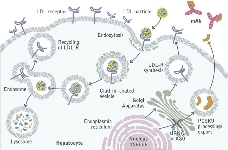 960px-PCSK9_inhibition