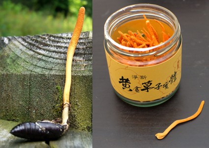 hongo