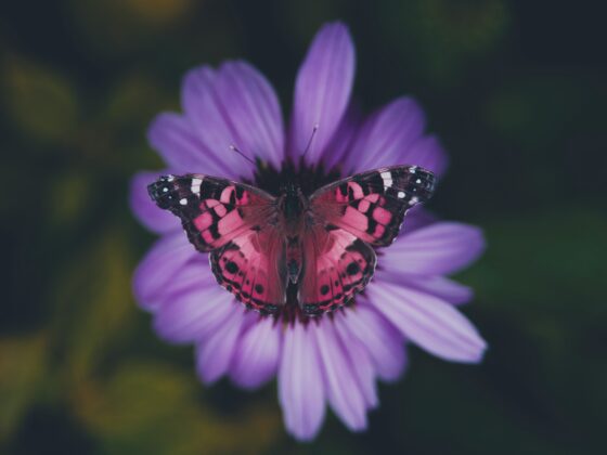 ¿Los animales ven los mismos colores que las personas?