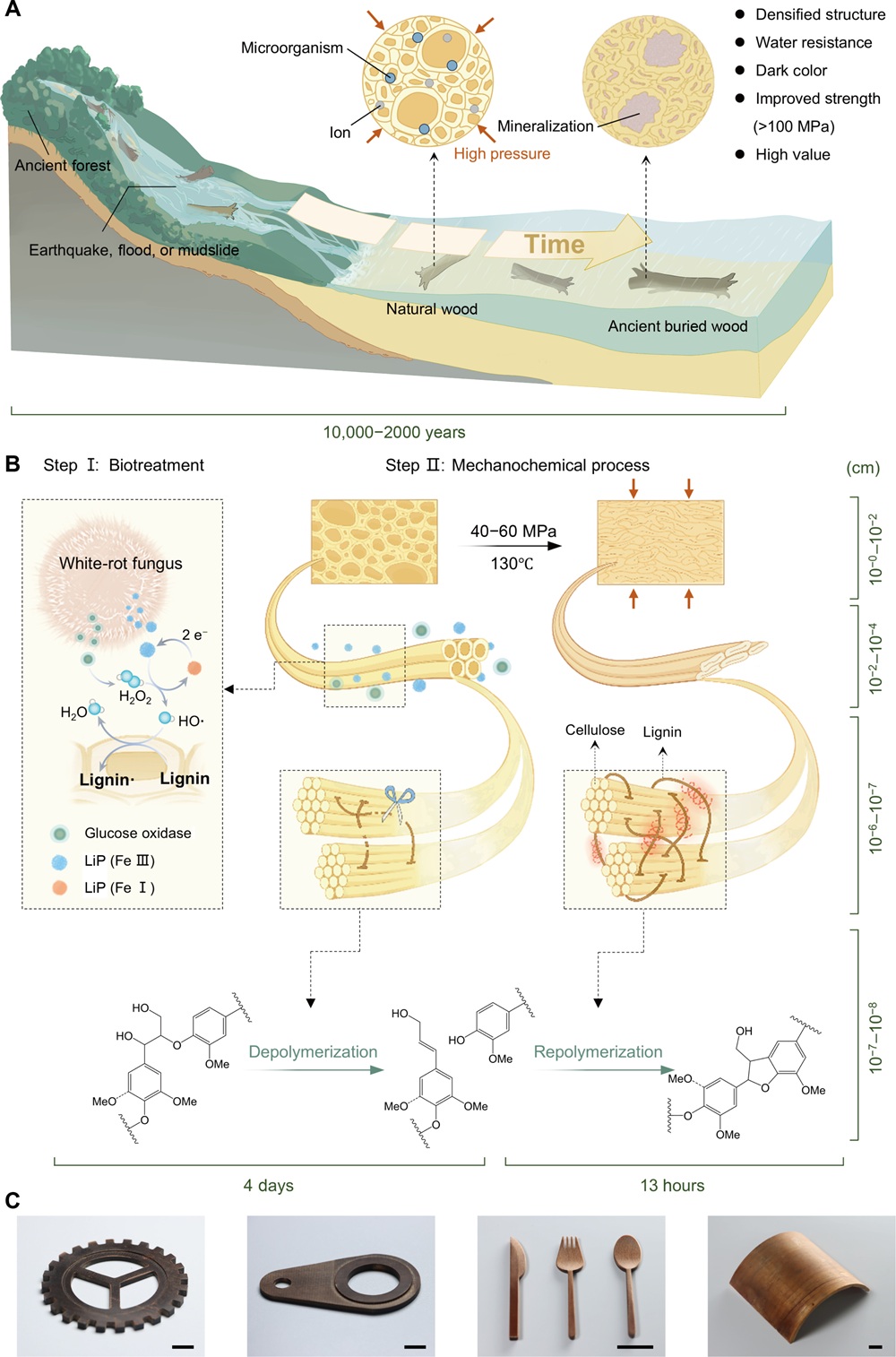 BioStrong