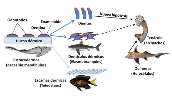 dientes