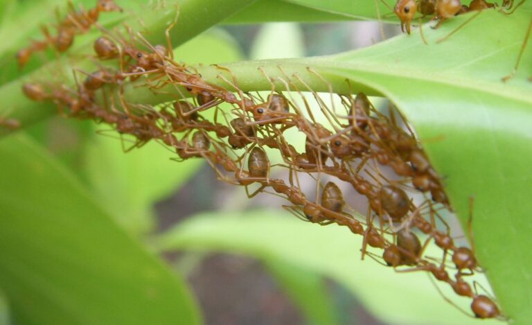 El efecto Ringelmann o por qué las hormigas trabajan mejor en equipo que los humanos