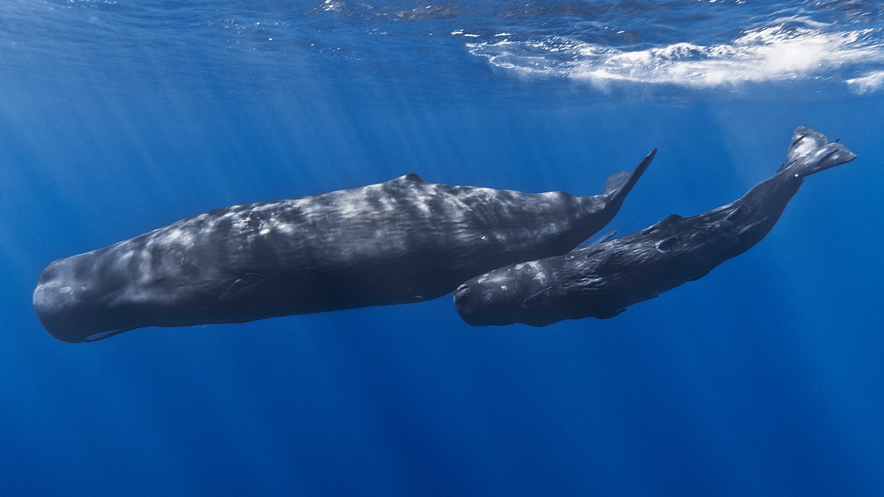 ballenas