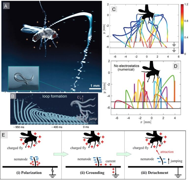 Atracción (electroestática) fatal