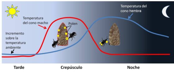 Atraer polinizadores: el calor precedió al color de las flores