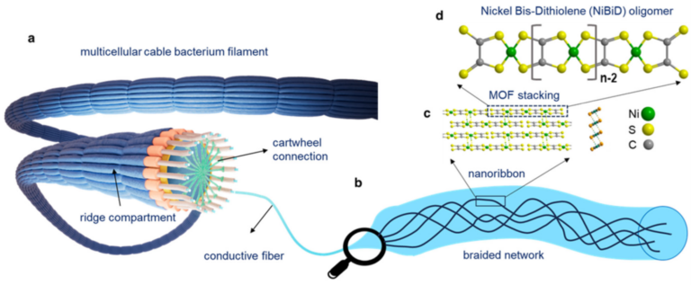 Las bacterias cable, conductores eléctricos vivientes