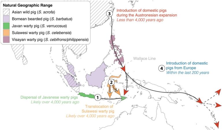 02 MAPA MIGRACIONES CERDOS