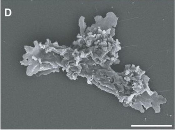 Una nueva especie de ameba bate el récord de resistencia al calor