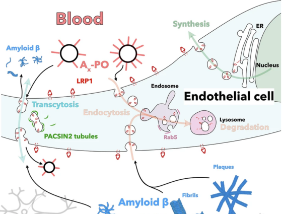 Nanopartículas reparadoras, una estrategia para hacer frente al alzhéimer