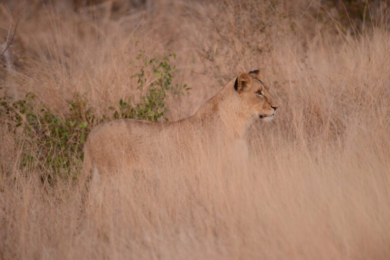 La pirámide de la biodiversidad es más bien un cuadrado
