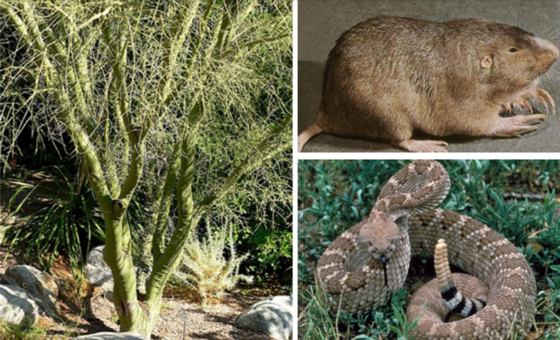 Dos casos sorprendentes de dispersión vegetal a través del tracto digestivo animal