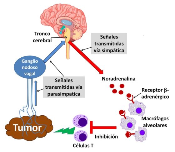Una comunicación entre tumor y cerebro reduce la respuesta inmune al cáncer