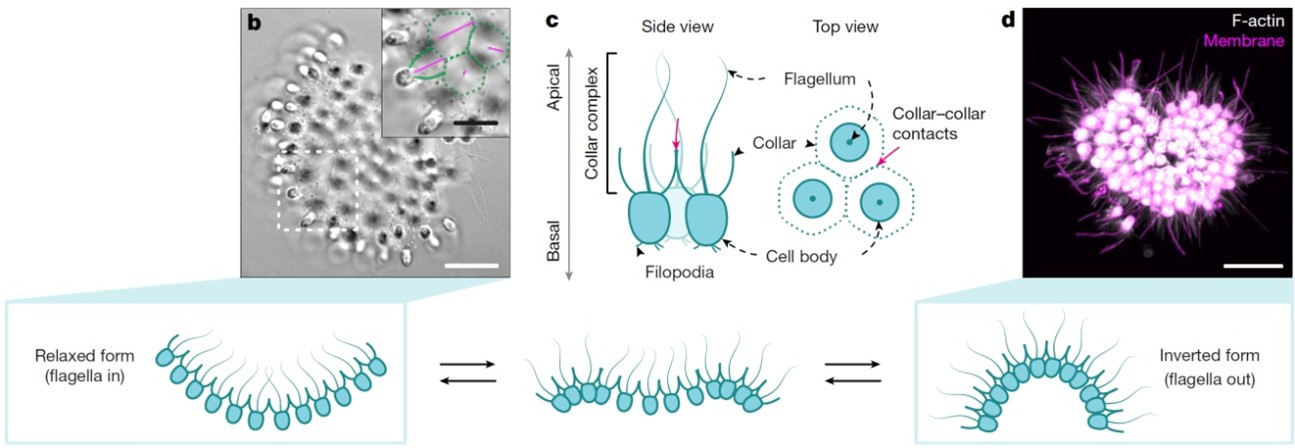 origen de los animales