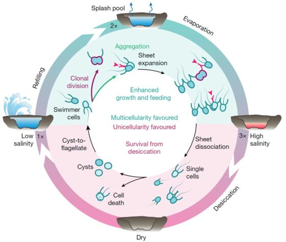 Colonias de coanoflagelados y el origen de los animales