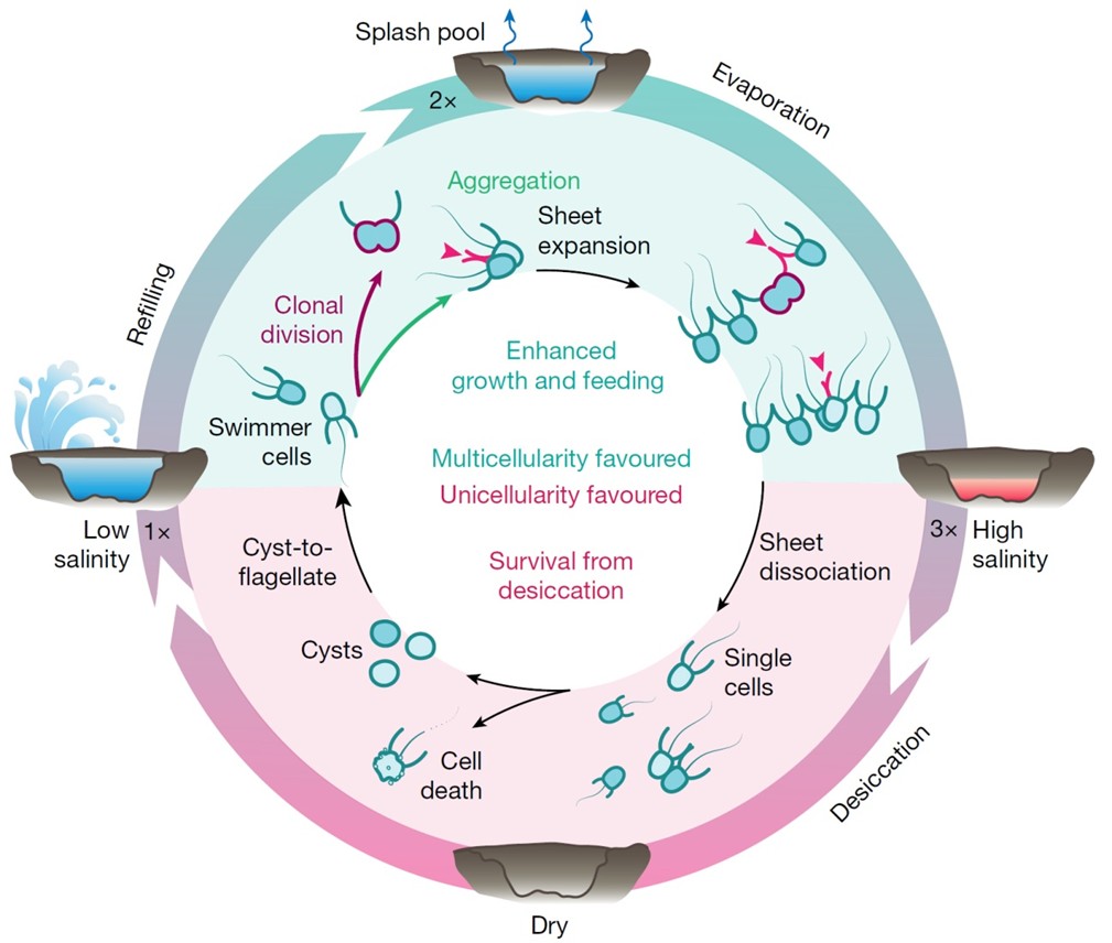 origen de los animales