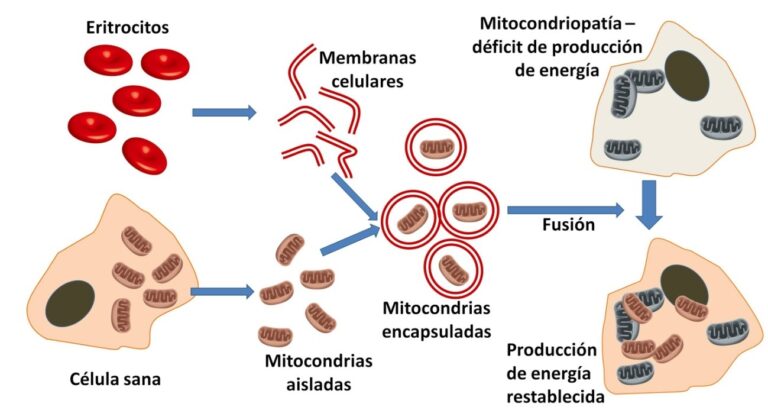 Trasplante de mitocondrias, mitocondriopatías y Parkinson
