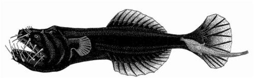 peces pescadores
