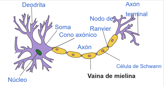 mielina