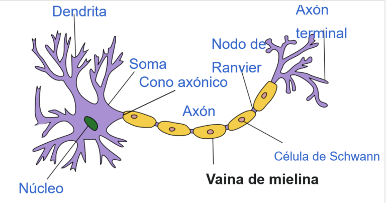 Screenshot 2026-06-11 at 17-59-11 Mielina – Wikipedia la enciclopedia libre
