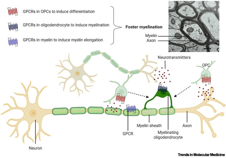 La mielina, componente activo del cerebro que aprende