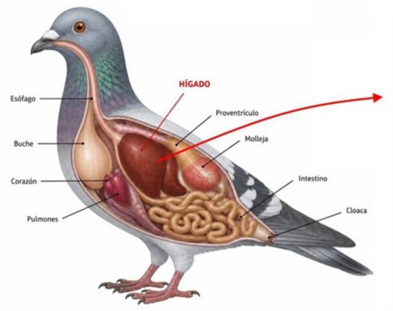 Las palomas “ven” el campo magnético terrestre… y también lo perciben en su hígado