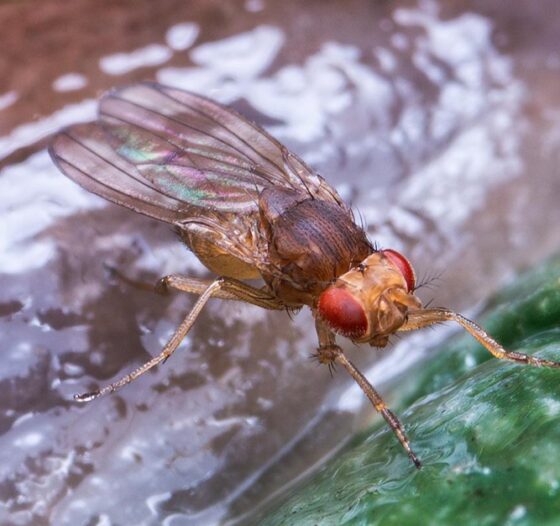 La proactividad de la mosca del vinagre para recuperar su ritmo circadiano