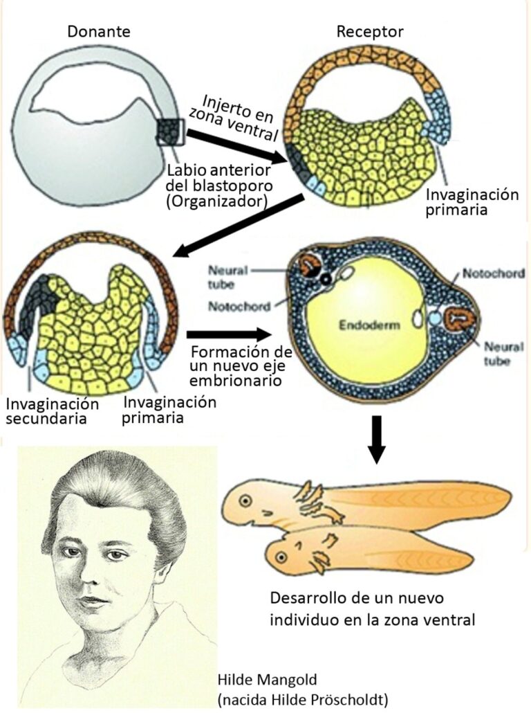 Un origen ancestral para el organizador de Spemann-Mangold