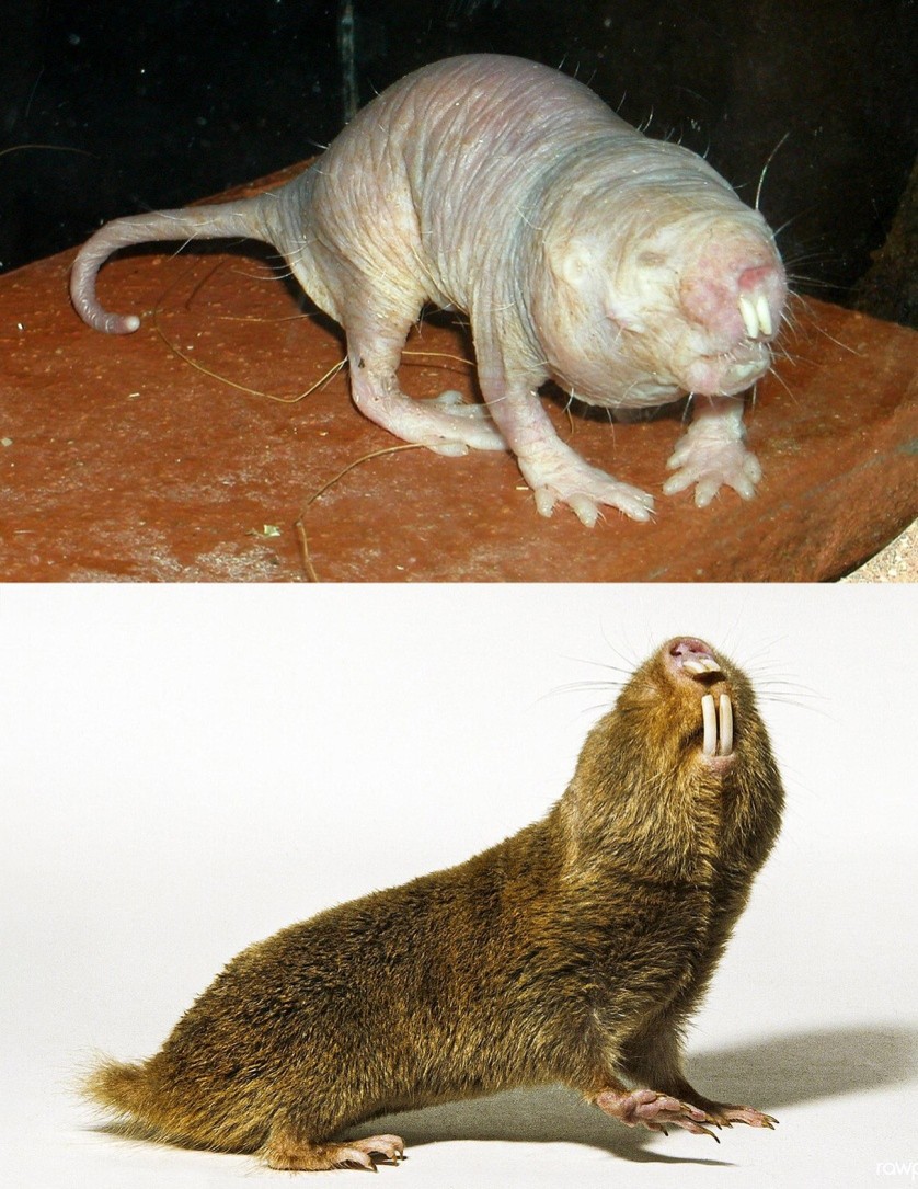rata topo