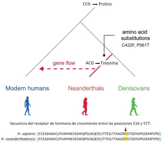 El receptor de la hormona del crecimiento puede tener origen neandertal