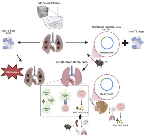 Una vacuna terapéutica en espray nasal contra nuestra vieja enemiga la tuberculosis