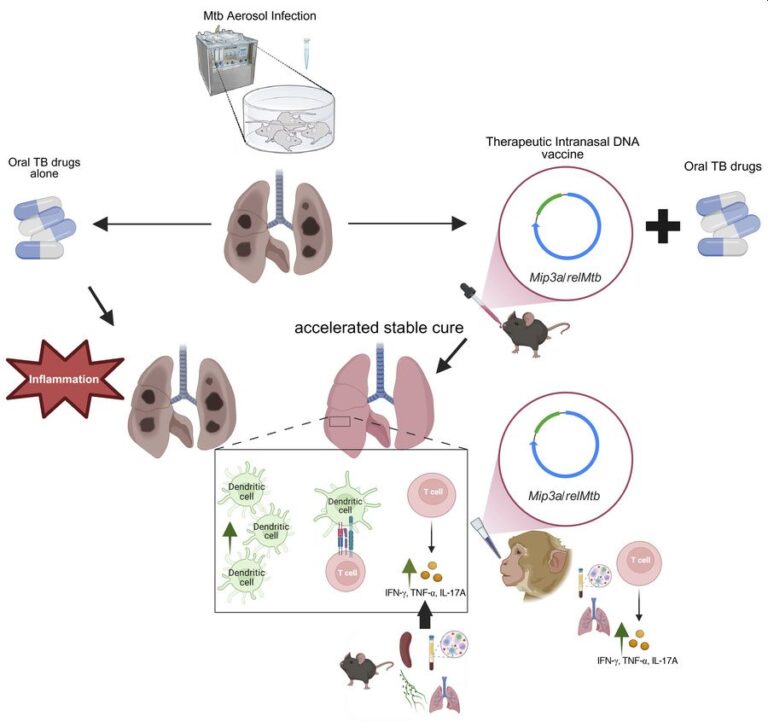 Una vacuna terapéutica en espray nasal contra nuestra vieja enemiga la tuberculosis