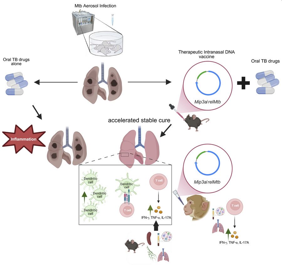 tuberculosis