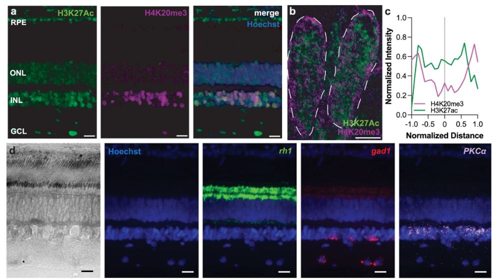 Groenlandia