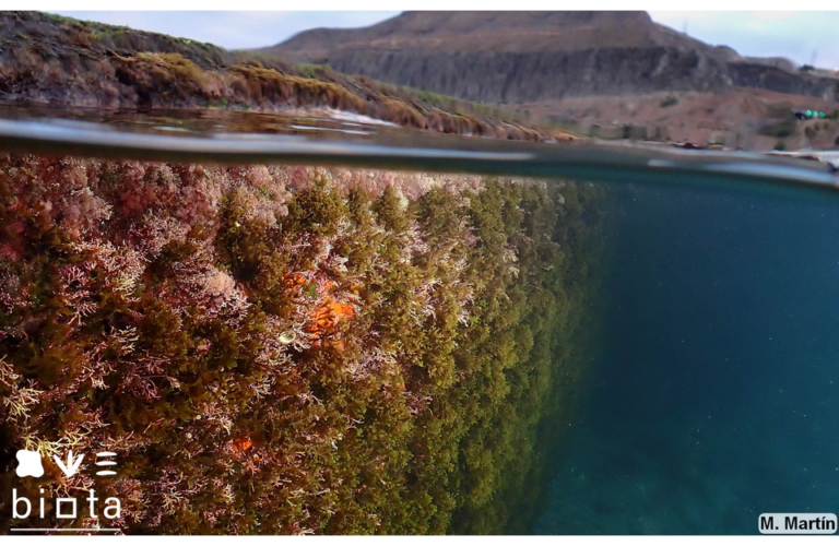 Carabelas portuguesas, algas tóxicas y otros nuevos habitantes del mar Cantábrico